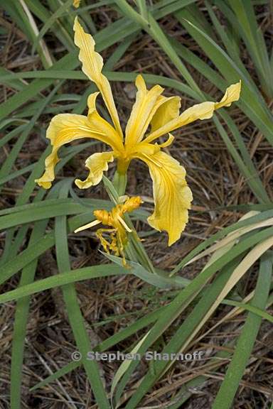 iris hartwegii ssp hartwegii 5 graphic